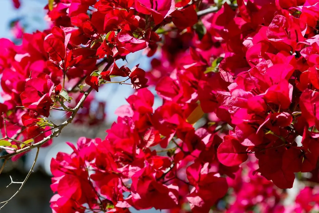סולר Hotel Can Roses 4*,  ספרד